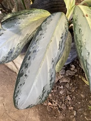 Aglaonema