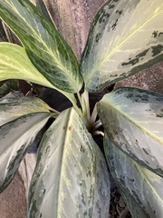 Aglaonema