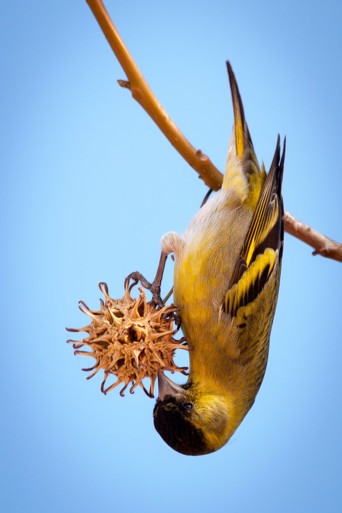 Black-Chinned Siskin
