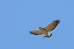 Geranoaetus polyosoma polyosoma