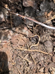 Californiulus yosemitensis