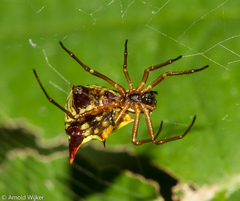 Micrathena acuta