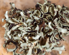 Xanthoparmelia camtschadalis