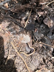 Californiulus yosemitensis