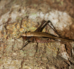 Eneopterinae