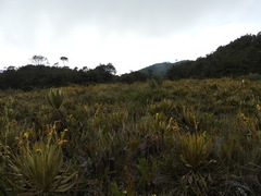 Espeletia occidentalis