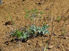 Lomatium repostum