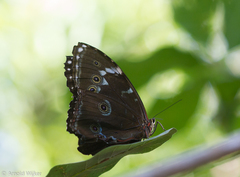 Morpho achilles