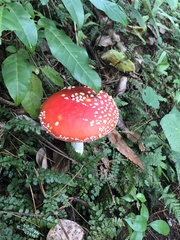 Amanita muscaria