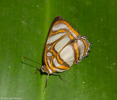 Metamorpha elissa