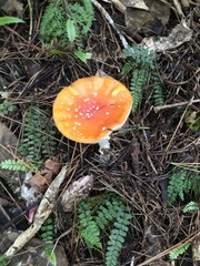 Amanita muscaria