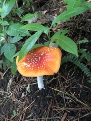 Amanita muscaria