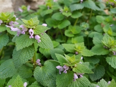 Lamium purpureum