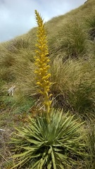 Aciphylla scott-thomsonii