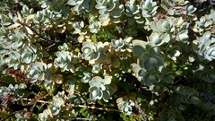 Veronica pinguifolia