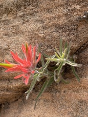 Castilleja scabrida scabrida