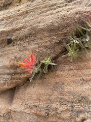 Castilleja scabrida scabrida