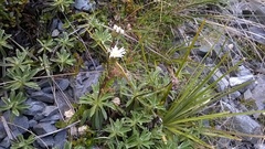 Celmisia angustifolia