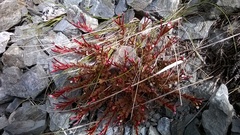 Epilobium porphyrium