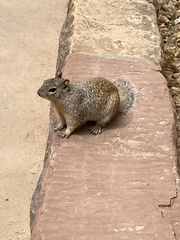 Otospermophilus variegatus