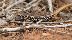 Ctenotus orientalis