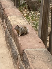 Otospermophilus variegatus