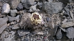 Notothlaspi rosulatum