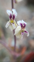 Streptanthus glandulosus secundus