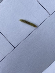 Phryganidia californica