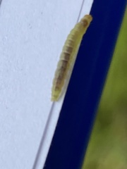 Phryganidia californica