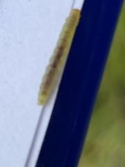 Phryganidia californica