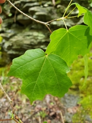 Acer leucoderme
