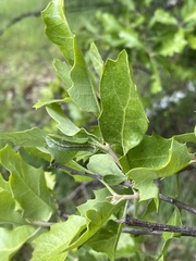 Phryganidia californica