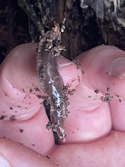 Arthurdendyus triangulatus