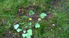 Ranunculus multiscapus