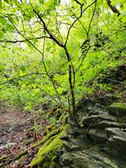 Acer leucoderme