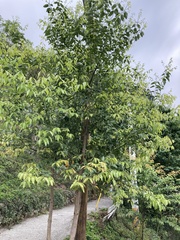 Cinnamomum yabunikkei