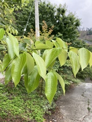Cinnamomum yabunikkei