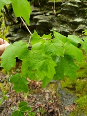 Acer leucoderme
