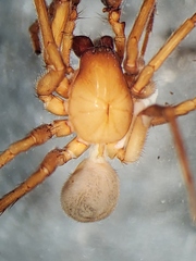 Cybaeus morosus