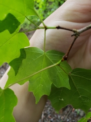 Acer leucoderme