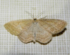 Scopula luteolata