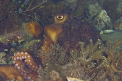 Macroctopus maorum