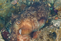Macroctopus maorum