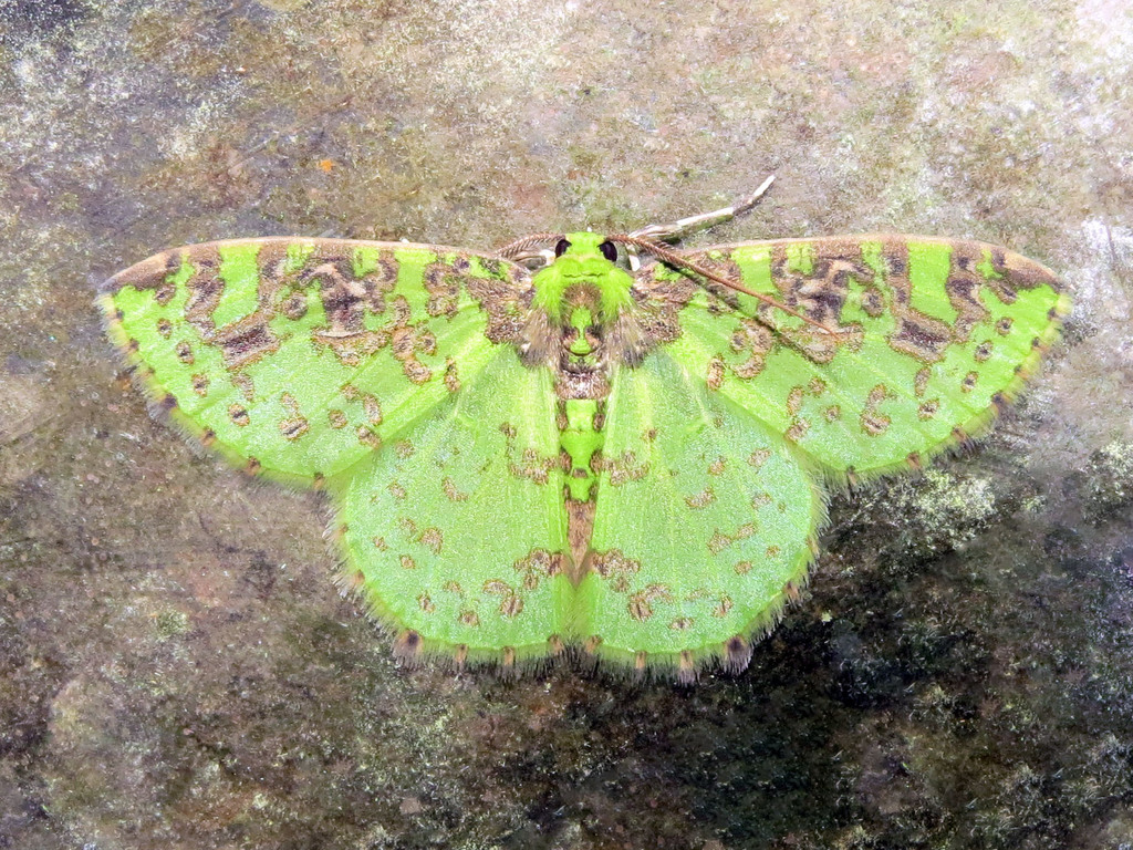 Nemoria scriptaria