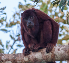 Alouatta sara