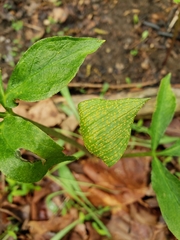 Uromyces ari-triphylli