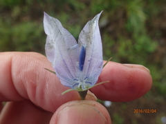 Wahlenbergia cuspidata