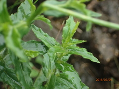 Wahlenbergia cuspidata
