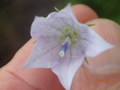 Wahlenbergia cuspidata